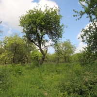 Ken and Sue's orchard, Holton