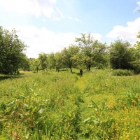 Ken and Sue's orchard, Holton