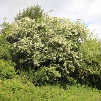 Ken and Sue's orchard, Holton