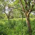 Ken and Sue's orchard, Holton