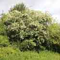 Ken and Sue's orchard, Holton