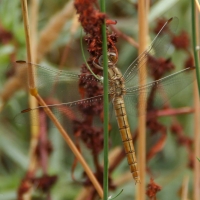 Bulgaria Naturetrek 2011