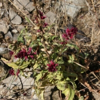 Bulgaria Naturetrek 2011