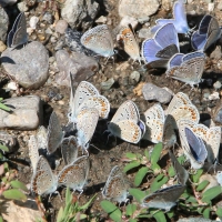 Bulgaria Naturetrek 2011