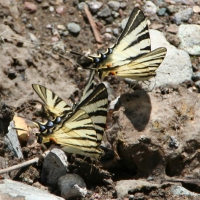 Bulgaria Naturetrek 2011