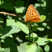 Bulgaria Naturetrek 2011