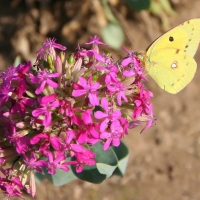 Bulgaria Naturetrek 2011