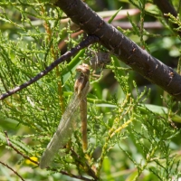 Bulgaria Naturetrek 2011