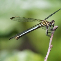 Bulgaria Naturetrek 2011