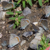 Bulgaria Naturetrek 2011