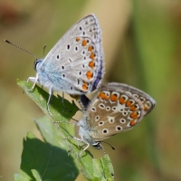 Bulgaria Naturetrek 2011