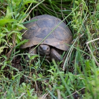 Bulgaria Naturetrek 2011