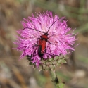 Bulgaria Naturetrek 2011