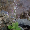 Bulgaria Naturetrek 2011