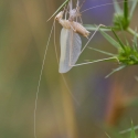 Bulgaria Naturetrek 2011