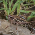 Bulgaria Naturetrek 2011