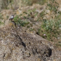 Bulgaria Naturetrek 2011