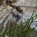 Bulgaria Naturetrek 2011