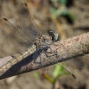 Bulgaria Naturetrek 2011