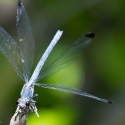 Bulgaria Naturetrek 2011