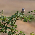 Bulgaria Naturetrek 2011