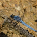 Bulgaria Naturetrek 2011