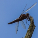 Bulgaria Naturetrek 2011