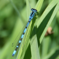 Bulgaria Naturetrek 2011