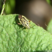 Bulgaria Naturetrek 2011