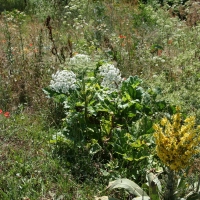 Bulgaria Naturetrek 2011