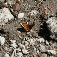 Bulgaria Naturetrek 2011