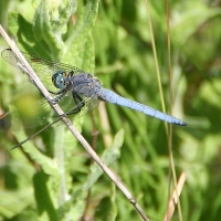 Bulgaria Naturetrek 2011