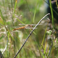 Bulgaria Naturetrek 2011