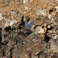 Bulgaria Naturetrek 2011