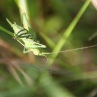 Bulgaria Naturetrek 2011