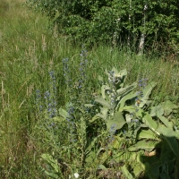 Bulgaria Naturetrek 2011