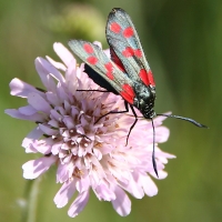 Bulgaria Naturetrek 2011