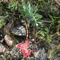 Bulgaria Naturetrek 2011