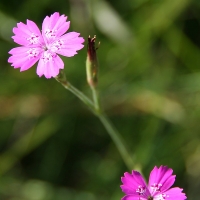 Bulgaria Naturetrek 2011