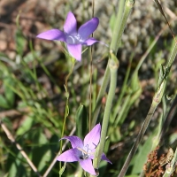 Bulgaria Naturetrek 2011