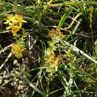 Bulgaria Naturetrek 2011