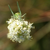 Bulgaria Naturetrek 2011