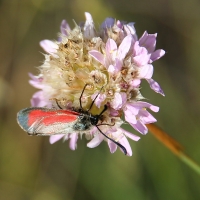 Bulgaria Naturetrek 2011