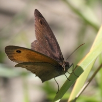 Bulgaria Naturetrek 2011