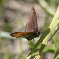 Bulgaria Naturetrek 2011