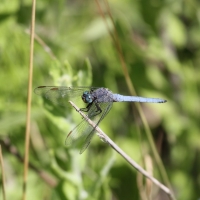 Bulgaria Naturetrek 2011