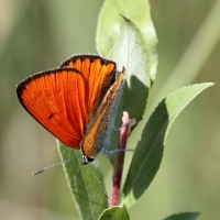 Bulgaria Naturetrek 2011