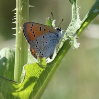 Bulgaria Naturetrek 2011