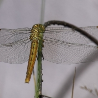 Bulgaria Naturetrek 2011