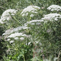 Bulgaria Naturetrek 2011